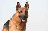 BERGER ALLEMAND 1344